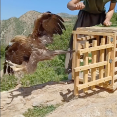 آزادسازی یک عقاب در کردستان