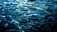 Cardume de sardinhas no mar