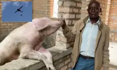 Israel Nsengiyumva umworozi w'ingurube i Nyambagabe