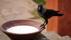 કાગડા, કેન્યા, બીબીસી ગુજરાતી 