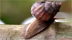 నత్తలు
