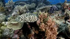 Les coraux ne survivent pas si la température de l'eau est trop élevée.