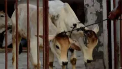 गाय