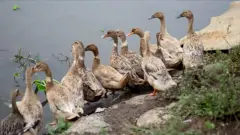 बतख