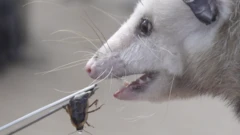Rat