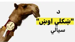 په قطر کې د فوټبال نړیوال جام پیلېدو سره، په دې هېواد کې د یو بل څه سیالي هم پیل شوې ده،‌ چې له بېلابېلو خلیجي هېوادونو پکې د "ښکلي اوښ نړیوال جام سیالۍ" کې اوښانو برخه اخیستې ده.