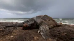 Dead fish and turtles have washed up in Negombo