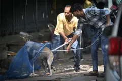  ဒေလီမှာ ခွေးလေခွေးလွင့် တသန်းလောက် ရှိမယ် ခန့်မှန်း