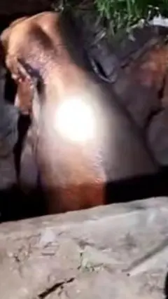 ఏనుగు