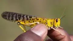 ኣንበጣ በረኻ