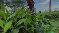 असम