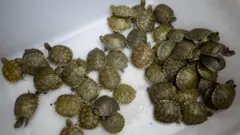 தாய்லாந்து, மலேசியாவில் இருந்து பெங்களூருவுக்கு கடத்தப்பட்ட 3 ஆயிரம் ஆமைக் குஞ்சுகள்