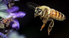 Uma foto em close de uma abelha voando ao lado de uma flor roxa contra um fundo preto