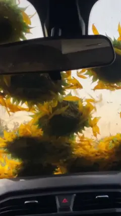 соняхи