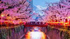 An image of people looking at cherry blossoms while standing on a bridge. A mountain can be seen in the background. 