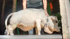 গরু