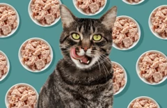 น้องเหมียว