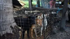 حیوانات کے حقوق کے لیے سرگرم کارکنوں کا کہنا ہے کہ ہر سال ایشیا میں 3 کروڑ کتے مارے جاتے ہیں