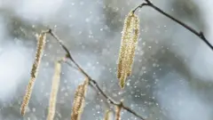 alergije, polen, ambrozija, astma, klimatske promene