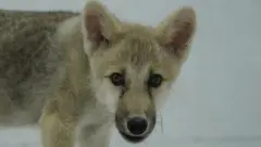 Maya, la primera especie hembra de lobo ártico clonado del mundo