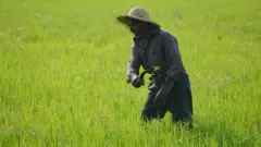 களை வெட்டுகிறார்