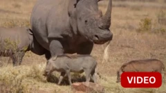 காண்டாமிருகத்தின் கொம்புகளுக்குள் கதிரியக்கப் பொருளை செலுத்தும் விஞ்ஞானிகள்