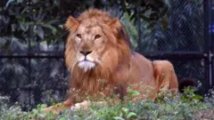 પ્રતીકાત્મક તસવીર