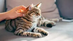 دستی در حال نوازش یک گربه نشسته