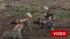 கர்ப்பிணி கழுதைப்புலியை காட்டு நாய்களிடமிருந்து காப்பாற்றிய சிங்கம்