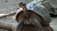 Mommy, the tortoise