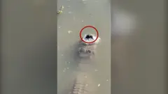 „Samo mu se njuška vidi”: Aligatori tokom zime žive ispod leda