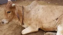 लंपी वायरस