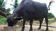 పాడి పరిశ్రమ