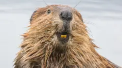 A happy beaver
