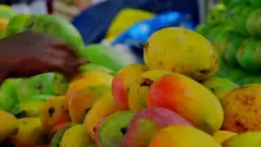 சேலம் மல்கோவா மாம்பழத்தின் இன்றைய நிலை என்ன?