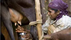 দুধ দোয়াচ্ছেন এক ভারতীয় নারী