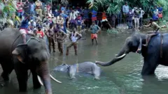 ဆင်မဟာ ကာရယ်လာပြည်နယ်အတွင်းက မြစ်တမြစ်အတွင်းမှာ သေဆုံးခဲ့