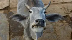 ఆవు