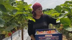 woman picking strawberries
