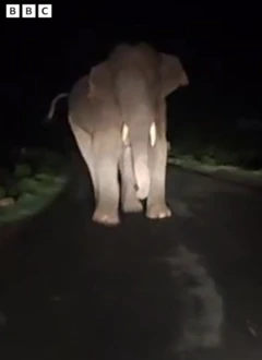  வனத்துறையினரை மிரட்டிய காட்டு யானை