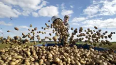 Картопля на полі