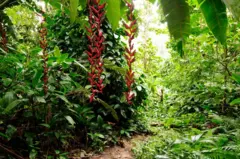 Vegetação no Tampão de Darién