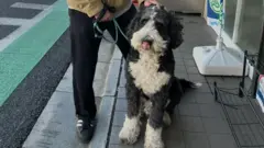 Jack está acariciando um cachorro preto e branco, tipo poodle, que é bem peludo. O cachorro está tocando o próprio focinho e sentado.