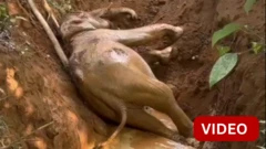 காணொளி- பாழடைந்த கிணற்றில் விழுந்த யானை; போராடி மீட்பு