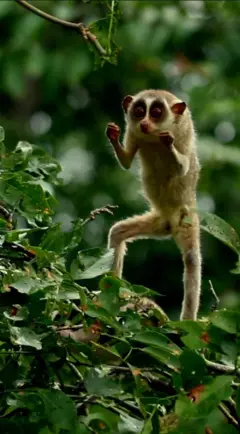 උනහපුළු පැටවෙකු අත්තක්  මත හිටගෙන සිටින ආකාරය මෙහි දැක්වේ.