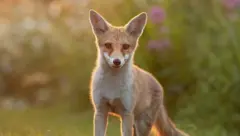 จิ้งจอก