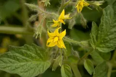 Помидор гули