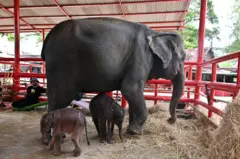 હાથી 