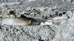 කැඩුණු බිත්තියක් තුළ රිංගා සිටින අළු පැහැ සර්පයෙක් 