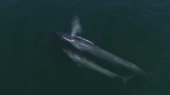  Madre y cría de ballena azul.